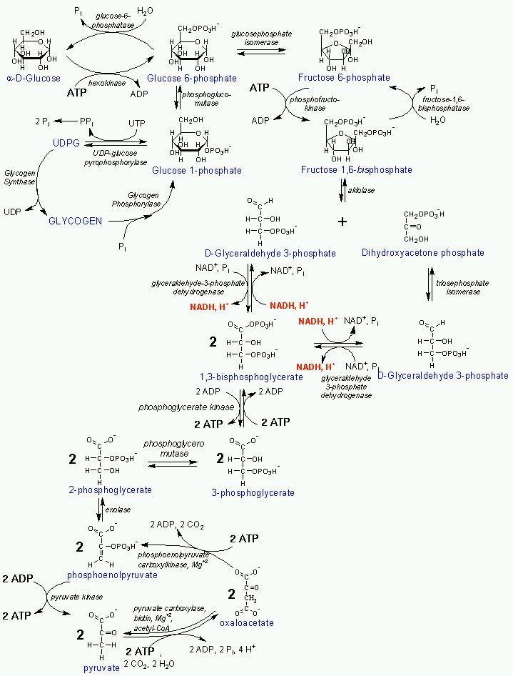 Steps of Lipid Metabolism | Diagram of Glycolysis ...