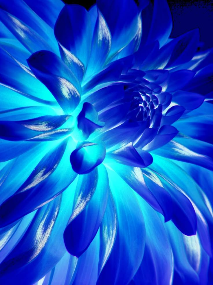 Pin by Leslie Drinkwine on Amazing color | Pinterest | Neon, Blue ...