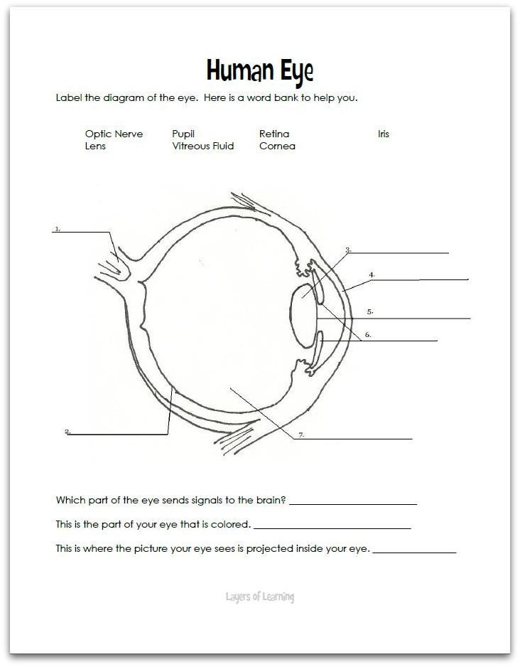 Gambar Printable Diagram Human Eye Biology Pinterest Crayola Coloring ...