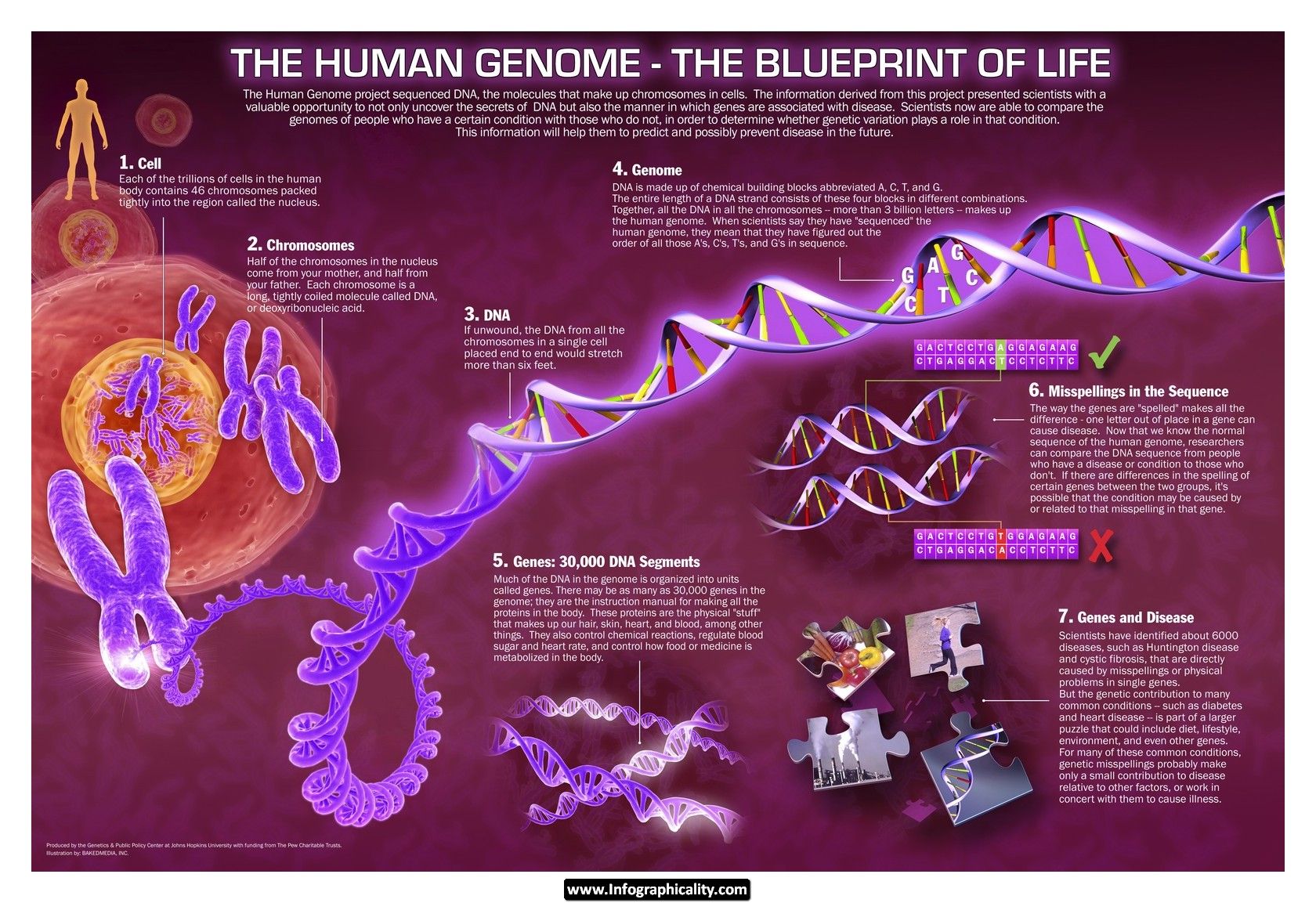 The Human Genome www.infographicality.com.jpg | Articles | Pinterest ...