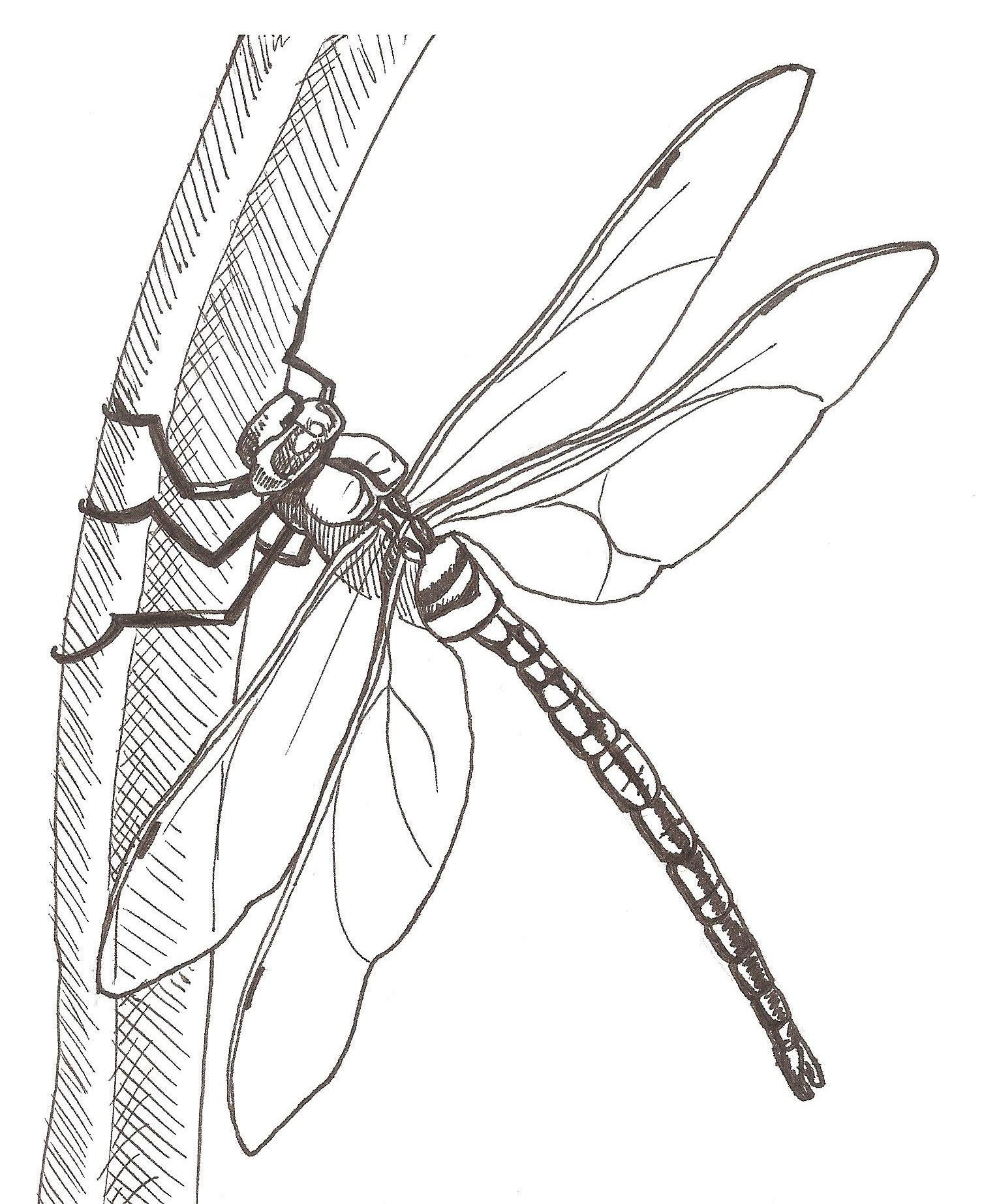 List 97+ Pictures how to draw a dragonfly Superb