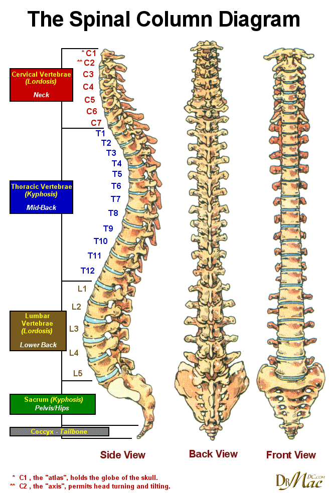 Coluna Vertebral Medical Anatomy Spine Health Physiol - vrogue.co