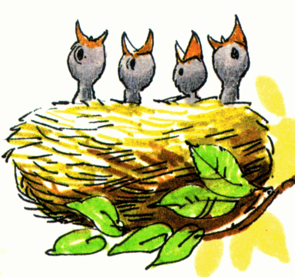 34+ Empty bird nest clipart info