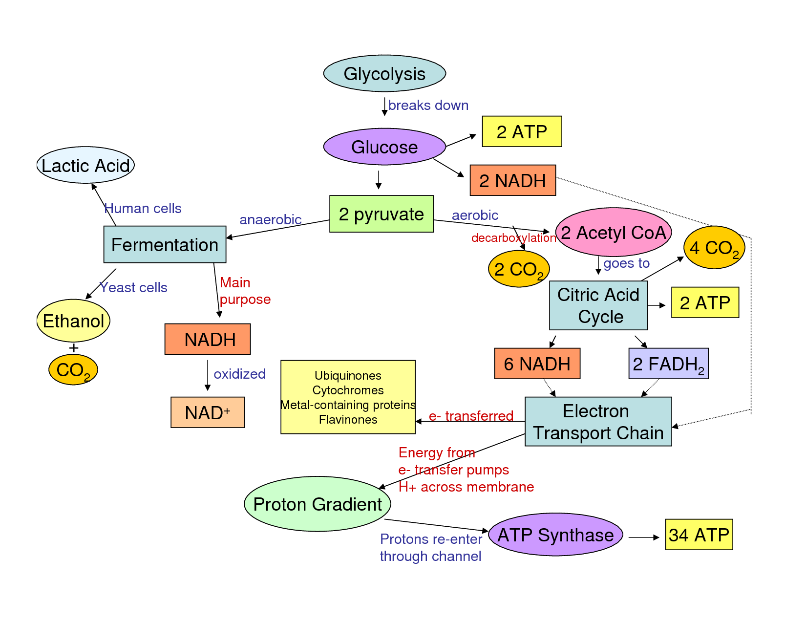 Cellular Respiration Glycolysis And Flow Chart | The Stuff ...