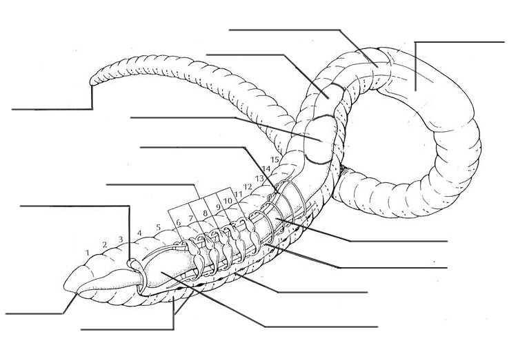 Labeled Diagram Of An Earthworm