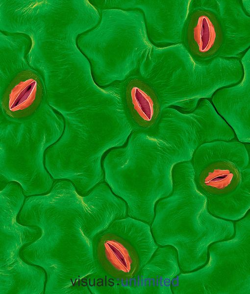 Leaf surface stomata from (Arabidopsis). Stomata (plural ...