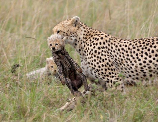 'African Cats' Follows Cheetah and Lion Mothers With Cubs Photos - ABC News