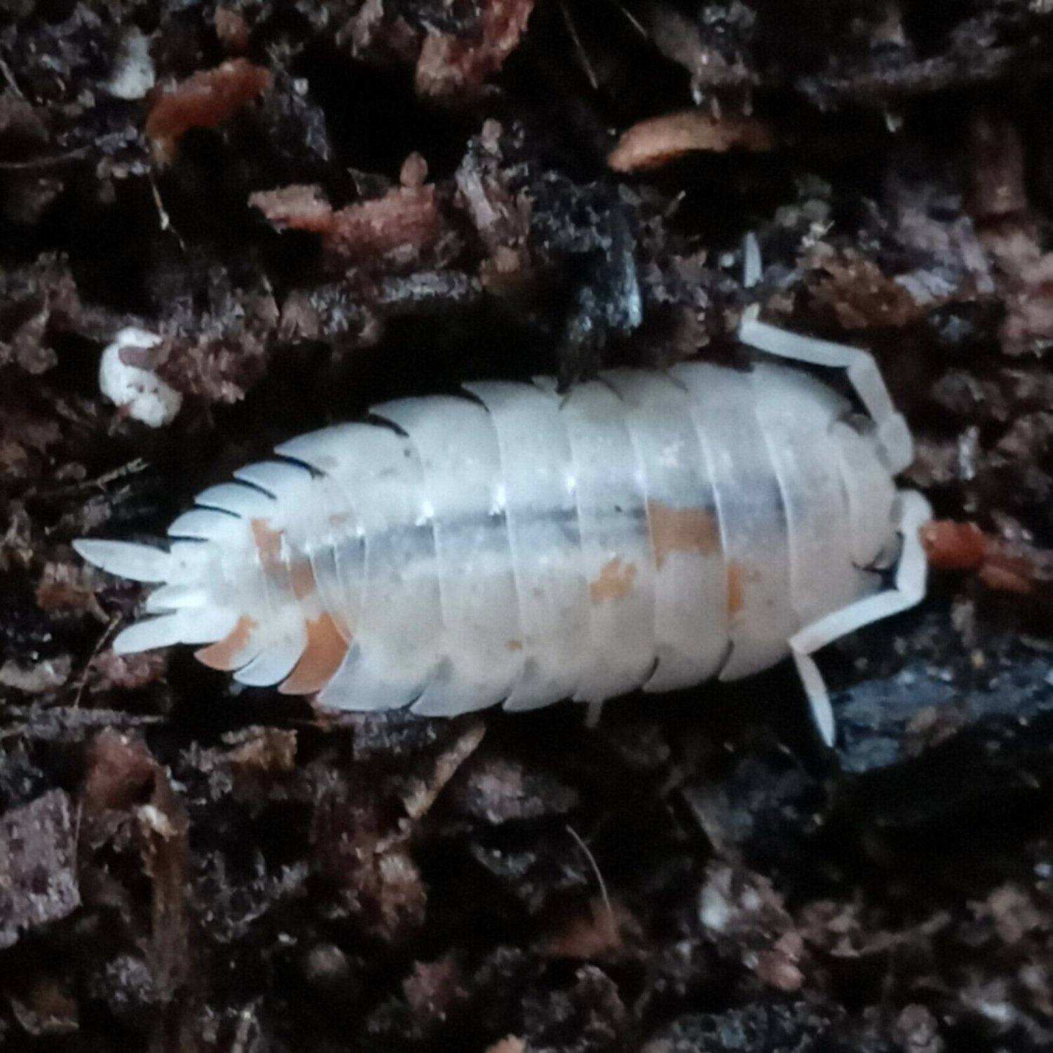 24+ Orange Dalmatian Porcellio Scaber Isopods Live Insect Tank Clean Up ...