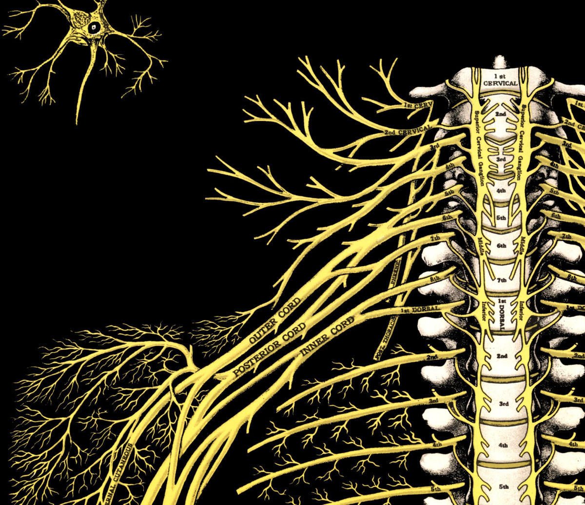 Spine and Spinal Nerves Poster 18