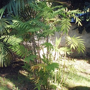 BULK CHAMAEDOREA MICROSPADIX cold hardy BAMBOO PALM 100 seeds