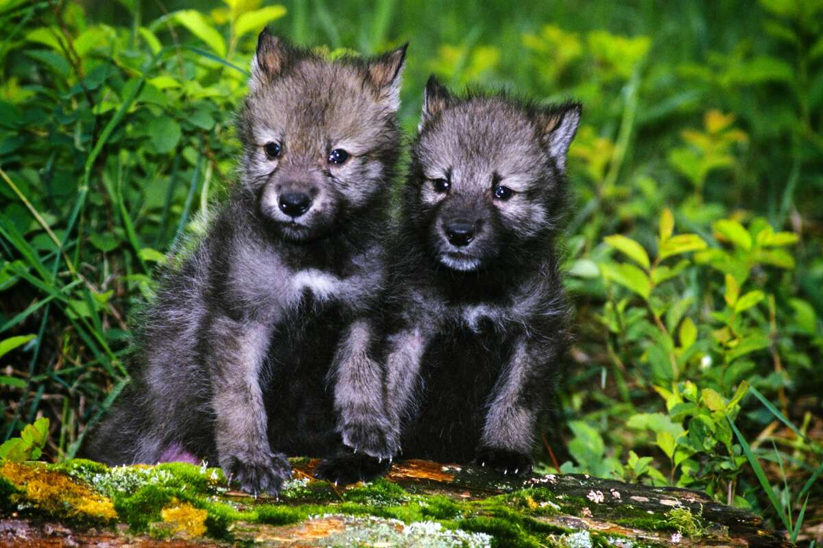 For the first time in 100 years California has 2 wolf packs with pups