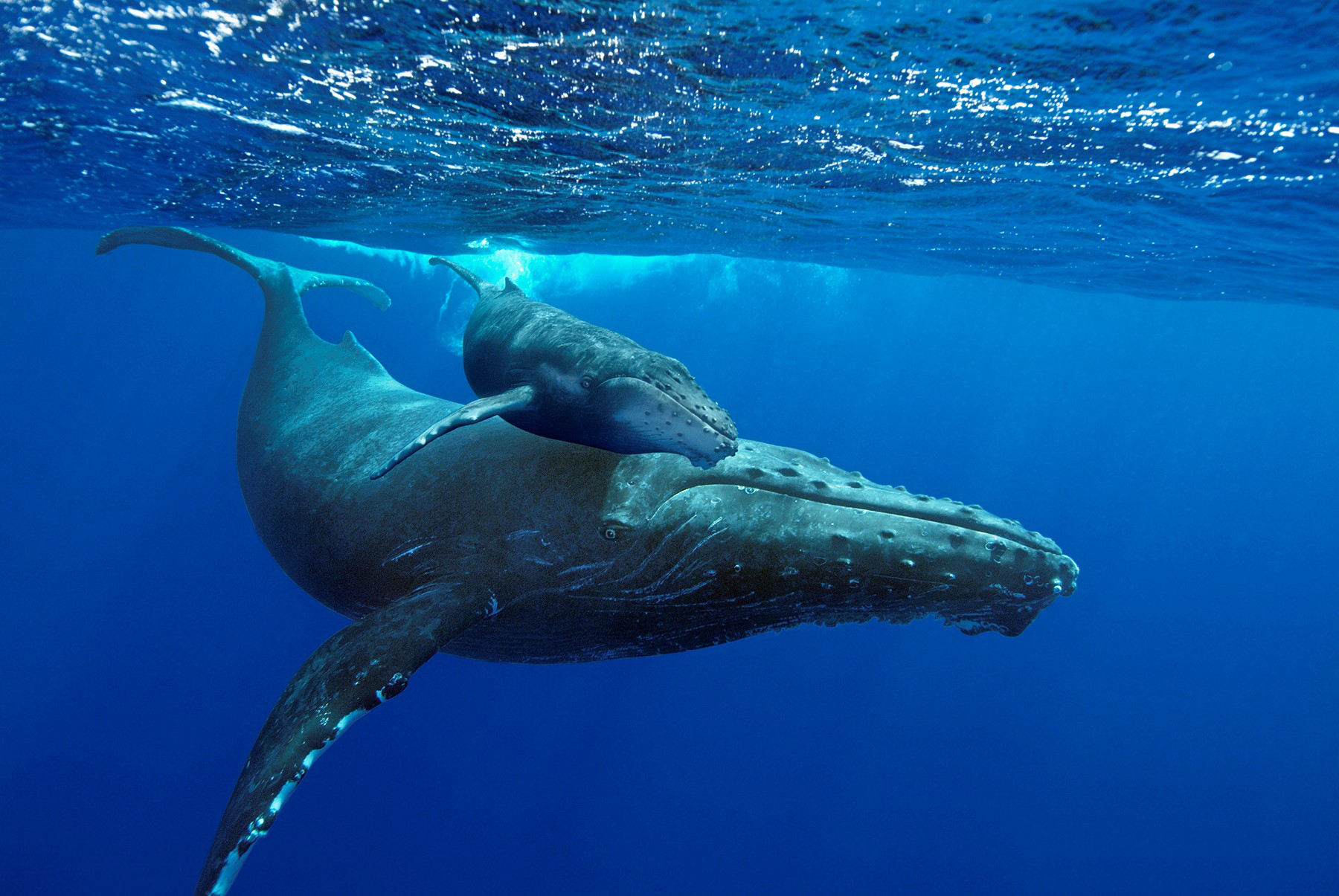 Norwalk Aquarium’s ‘Humpback Whales’ film makes it feel like you’re ...