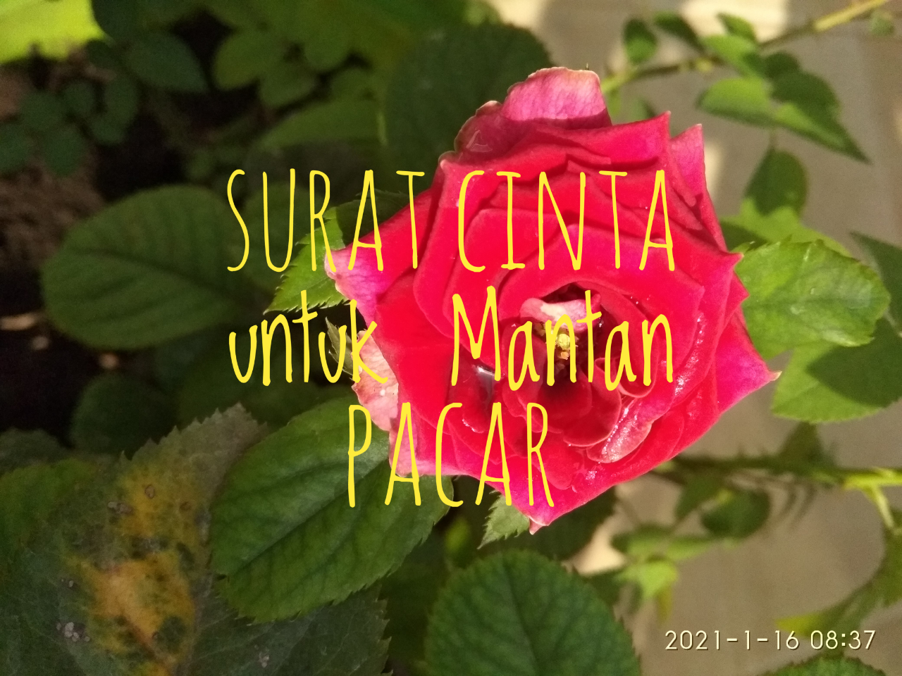 Surat Cinta untuk Mantan Pacar