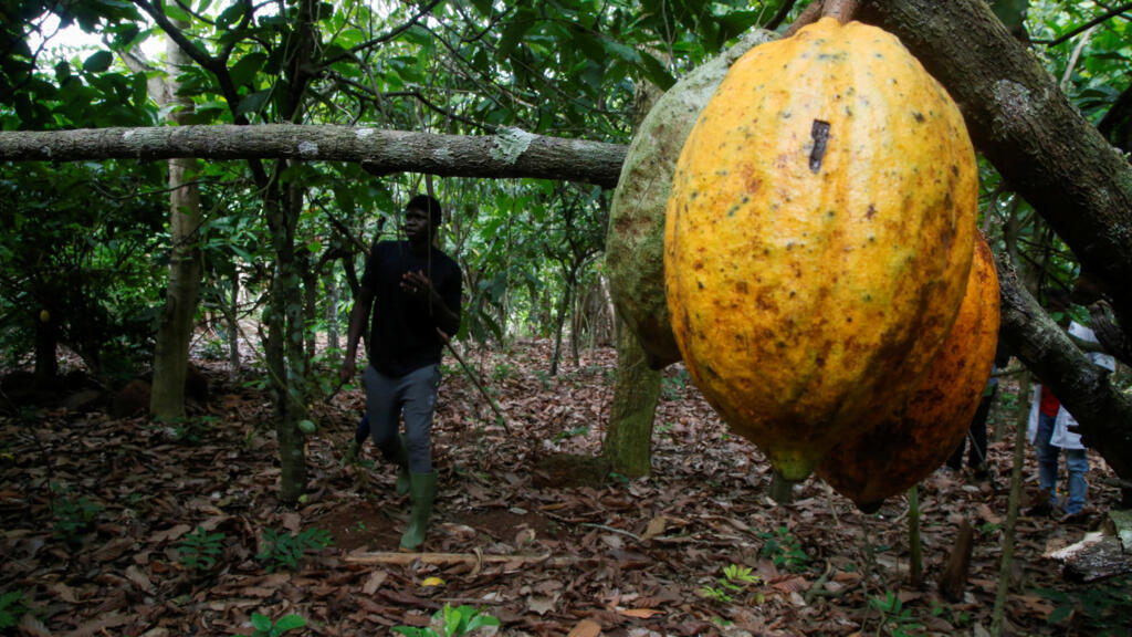 Afrique : Cacao: une ONG ivoirienne alerte sur l'origine libérienne de ...