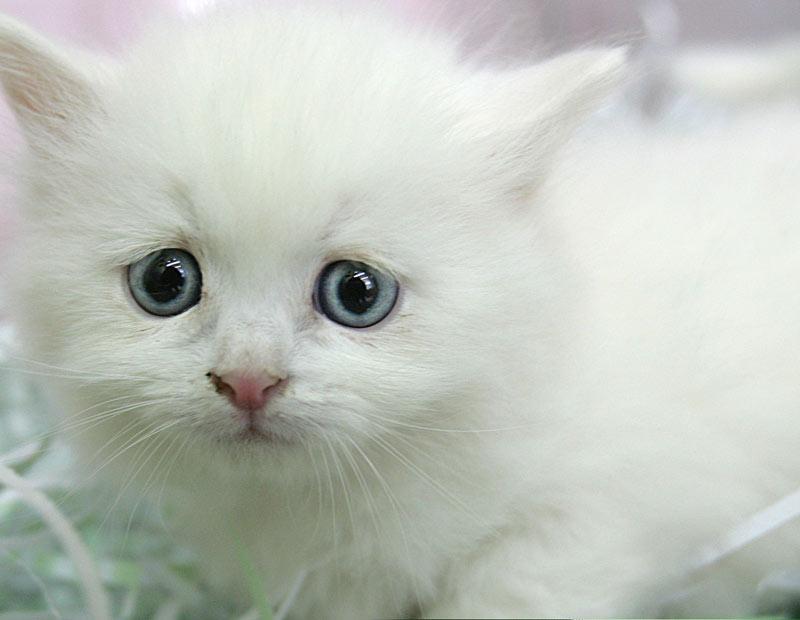 Kitten Therapy: The Cutest Way to De-Stress