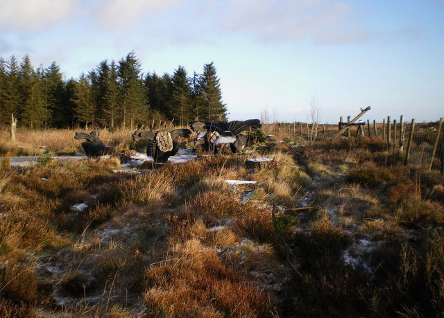 Black Grouse lekking