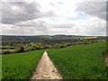 TQ3054 : North Downs Way on Oakley Hill (2) by David Anstiss