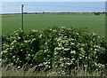 TF3434 : Flat farmland behind the sea bank by Mat Fascione