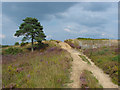 SU8350 : Heathland, Bourley Hill by Alan Hunt