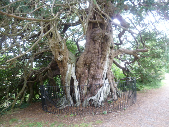 The largest yew tree in Sussex