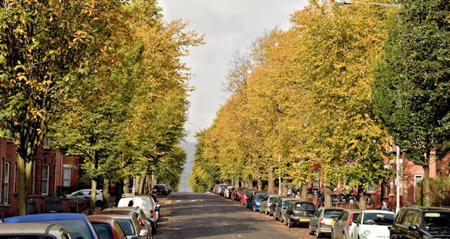 Autumn trees, Eglantine Avenue, Belfast (September 2015)