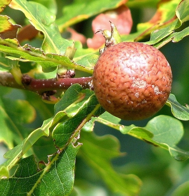 Oak marble gall