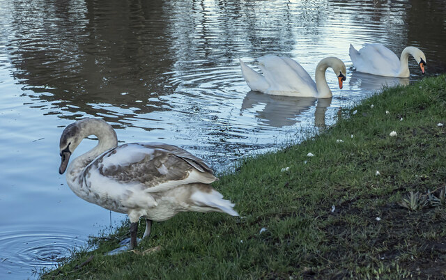 Swans in the flood