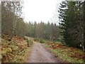 NH8814 : Track through woodland near Aviemore by Malc McDonald