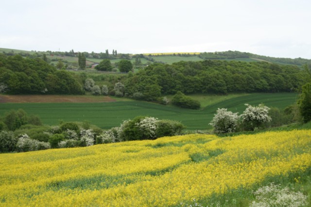 Fields at Dalton Parva