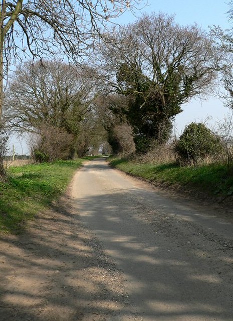 Tree-lined road