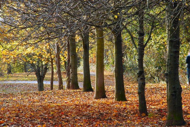 Autumn, Belmont Park, Belfast (2)