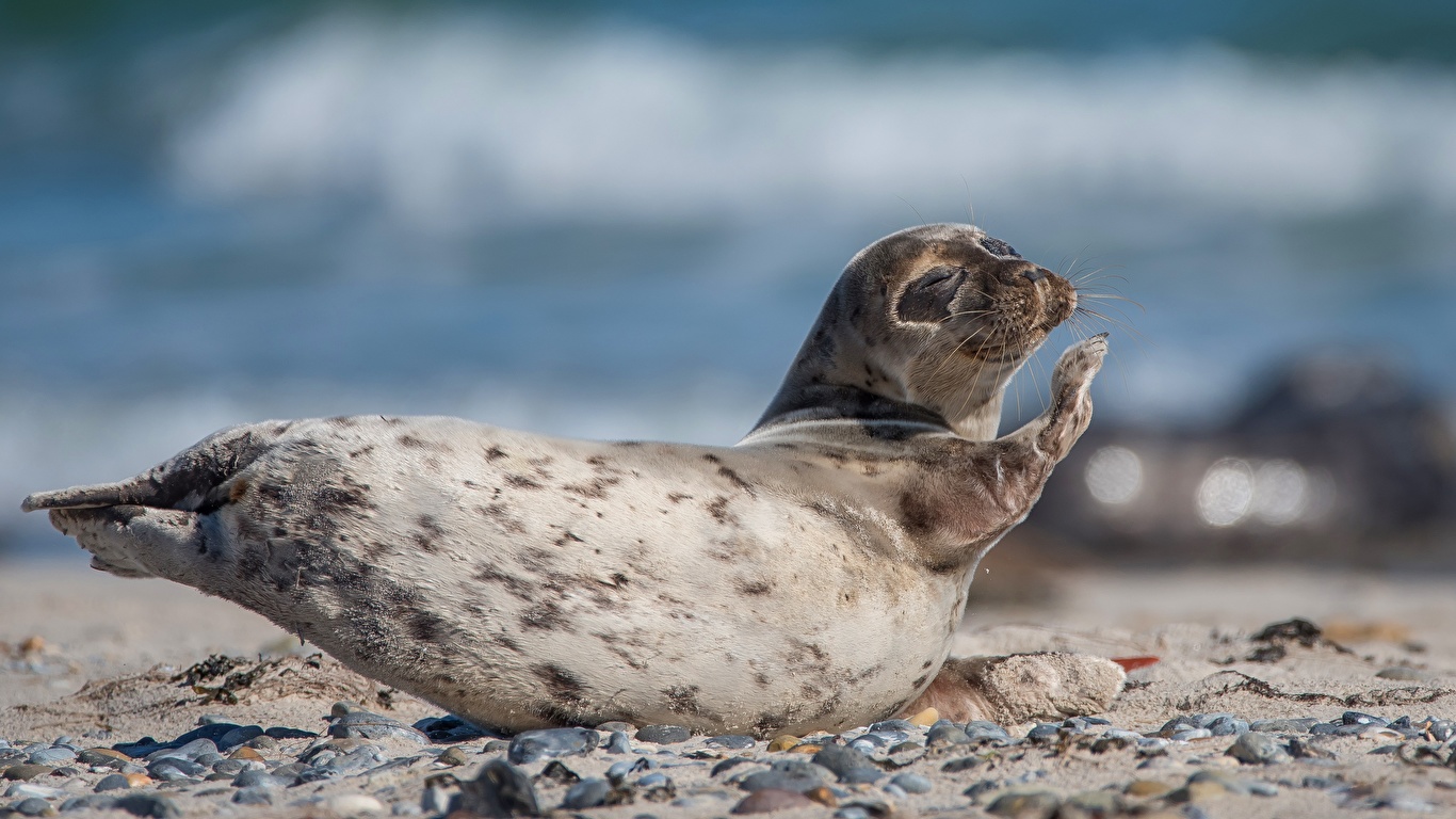 Desktop Wallpapers Seals blurred background posing animal 1366x768