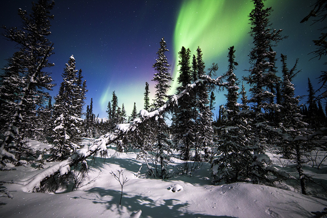 Fonds d'ecran USA Ciel Alaska Denali National Park Aurore polaire Neige  Arbres Nature télécharger photo