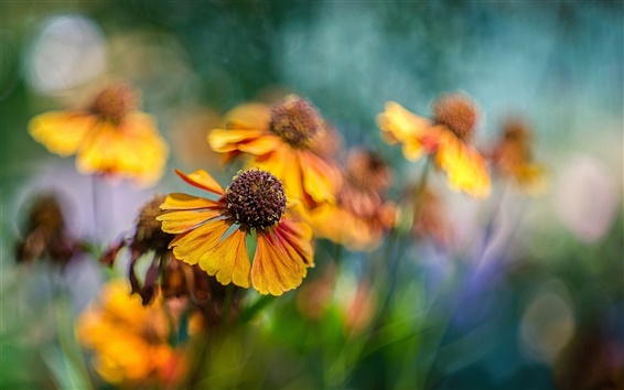 Fondos de pantalla Flores anaranjadas, helenium, bokeh