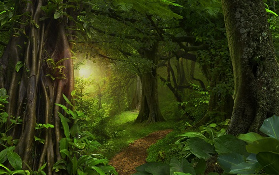 Wallpaper Forest, jungle, trees, path, green