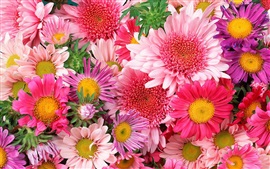 Fleurs colorées, chrysanthème, rose