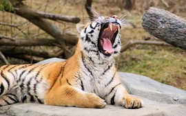 Tiger Roaring