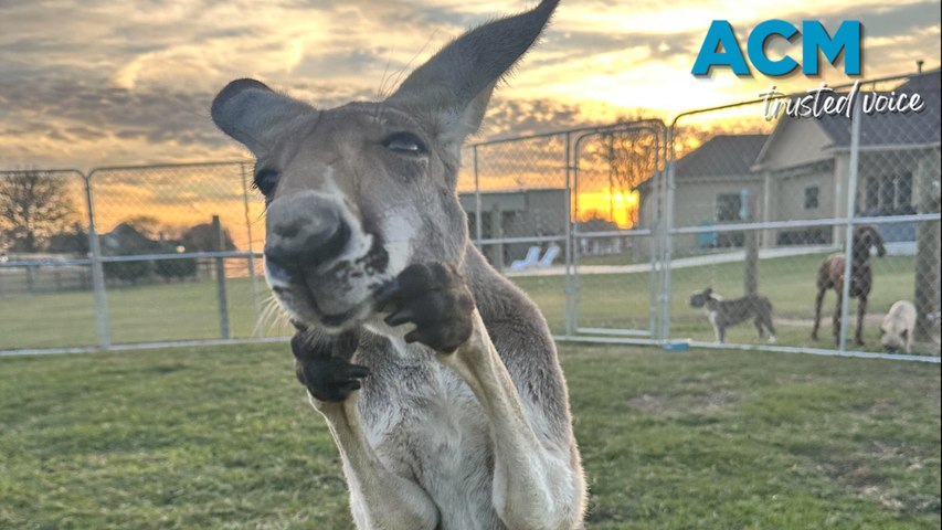 A Texas community is searching for a pet kangaroo that escaped his enclosure.