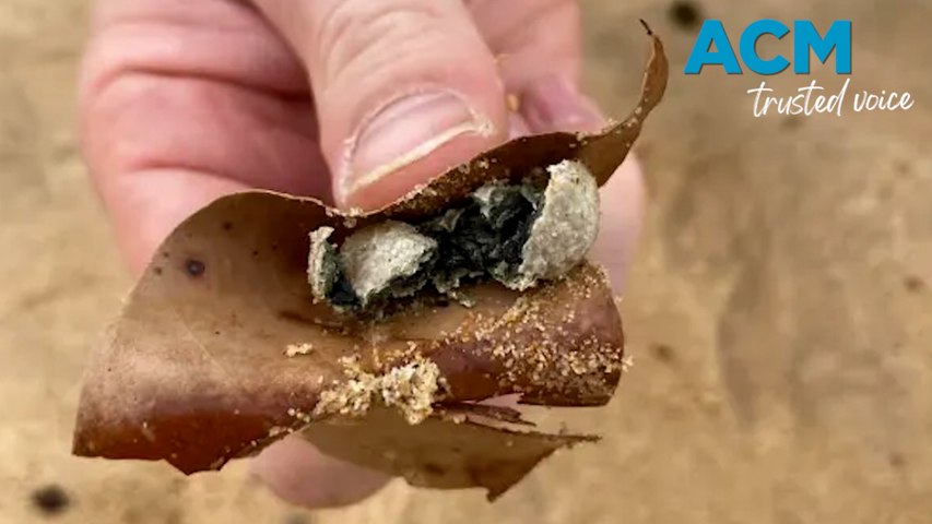 Nine Sydney beaches were closed after small “white/grey” spheres were found in the sand on January 14. Video by Northern Beaches Council via Storyful