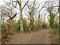 TQ1860 : Path on Epsom Common by Malc McDonald