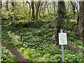 SJ9949 : Consall Woods RSPB reserve by Jonathan Hutchins