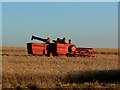 SU2058 : Harvesting wheat, near Easton Royal by Brian Robert Marshall