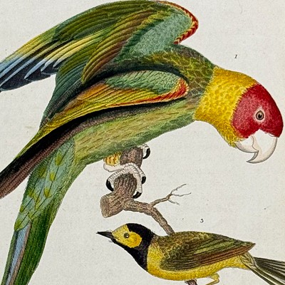 Antique Maps & Prints of Natural History, Botanicals, & More by Trillium Antique Prints & Rare Books