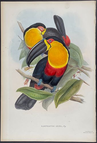 Gould - Ariel Toucan