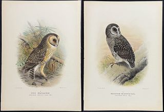 Mathews, Australia - Pair of Owl Lithographs