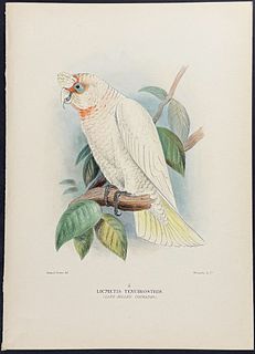 Mathews, Australia - Longbilled Cockatoo