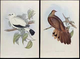 Gould, Australia - Pair of Pigeon Lithographs