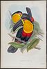 Gould - Ariel Toucan