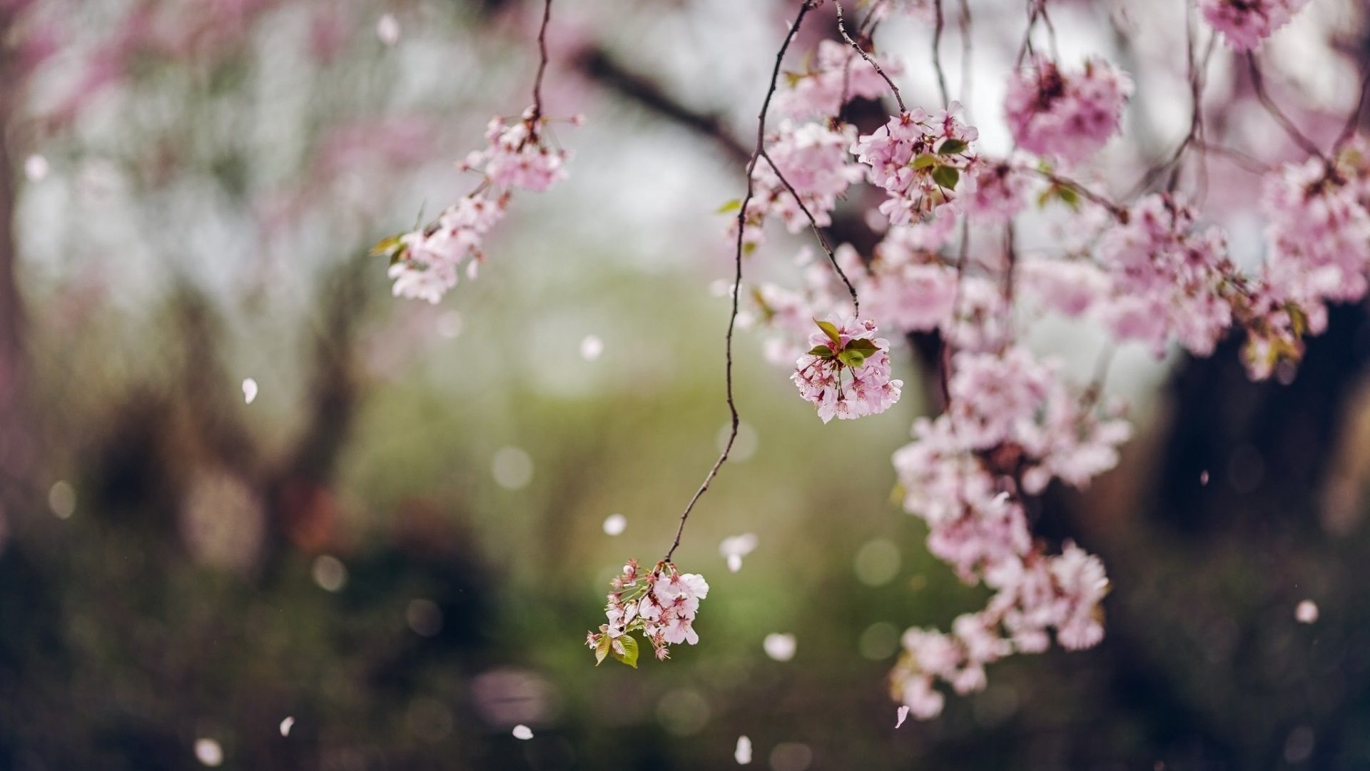 Papéis de Parede Árvores, flores de cerejeira, primavera, pétalas 1920x1200  HD imagem