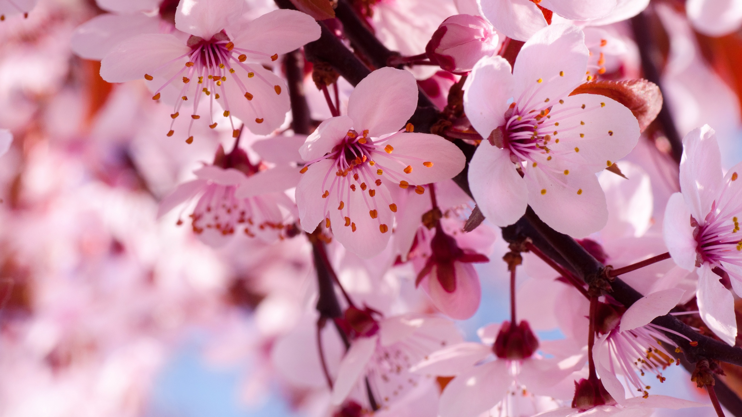 Papéis de Parede Flores da primavera em flor, rosa flores de cerejeira  2560x1600 HD imagem